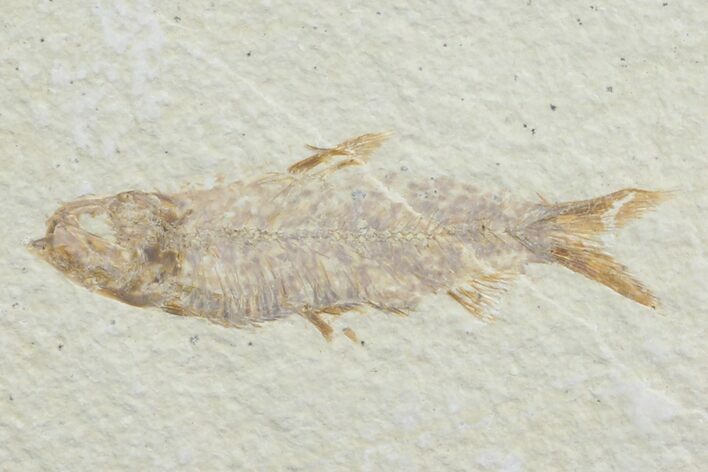 Detailed, Knightia Fossil Fish - Wyoming #78325
